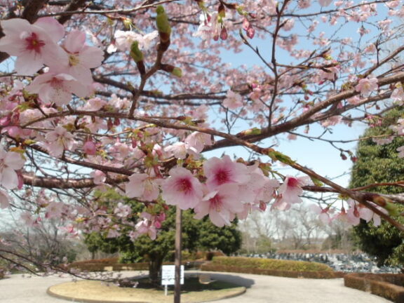 スライドショー - 7