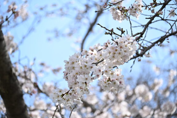 スライドショー - 4