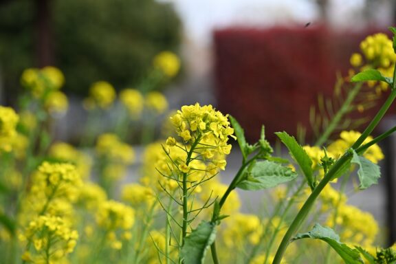 スライドショー - 6